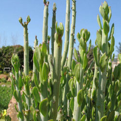 Kleinia anteuphorbium (Swizzle Sticks) aka Senecio anteuphorbium