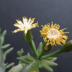 Kleinia anteuphorbium (Swizzle Sticks) aka Senecio anteuphorbium