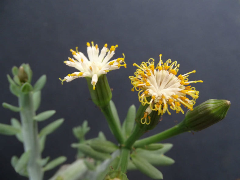 Kleinia anteuphorbium (Swizzle Sticks) aka Senecio anteuphorbium