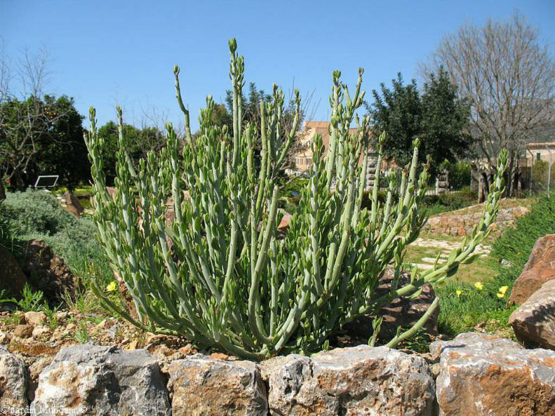 Kleinia anteuphorbium (Swizzle Sticks) aka Senecio anteuphorbium