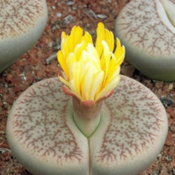Lithops pseudotruncatella (Truncate Living Stone)