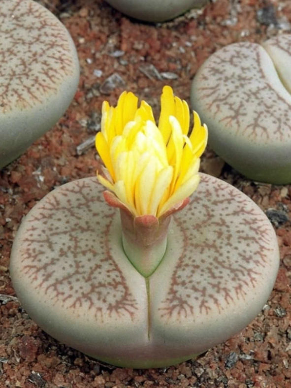 Lithops pseudotruncatella (Truncate Living Stone)