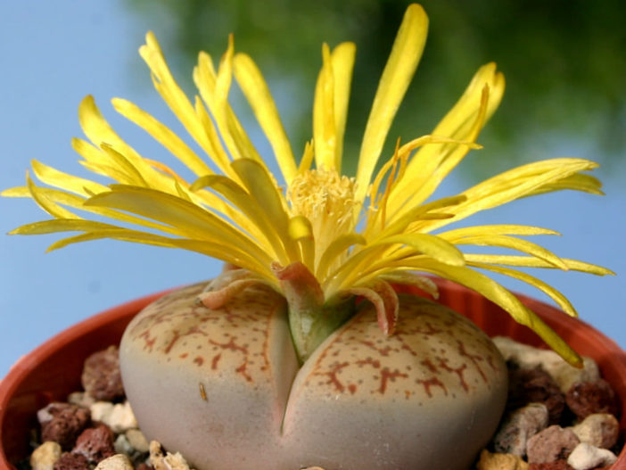 Lithops pseudotruncatella (Truncate Living Stone)