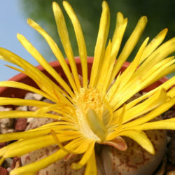Lithops pseudotruncatella (Truncate Living Stone)