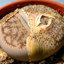 Lithops pseudotruncatella (Truncate Living Stone)