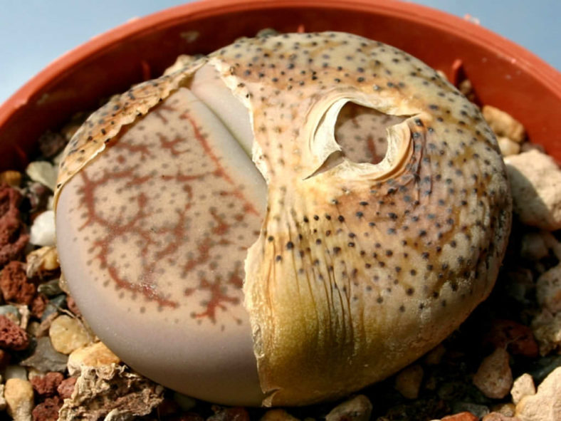 Lithops pseudotruncatella (Truncate Living Stone)