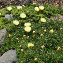 Maihuenia poeppigii