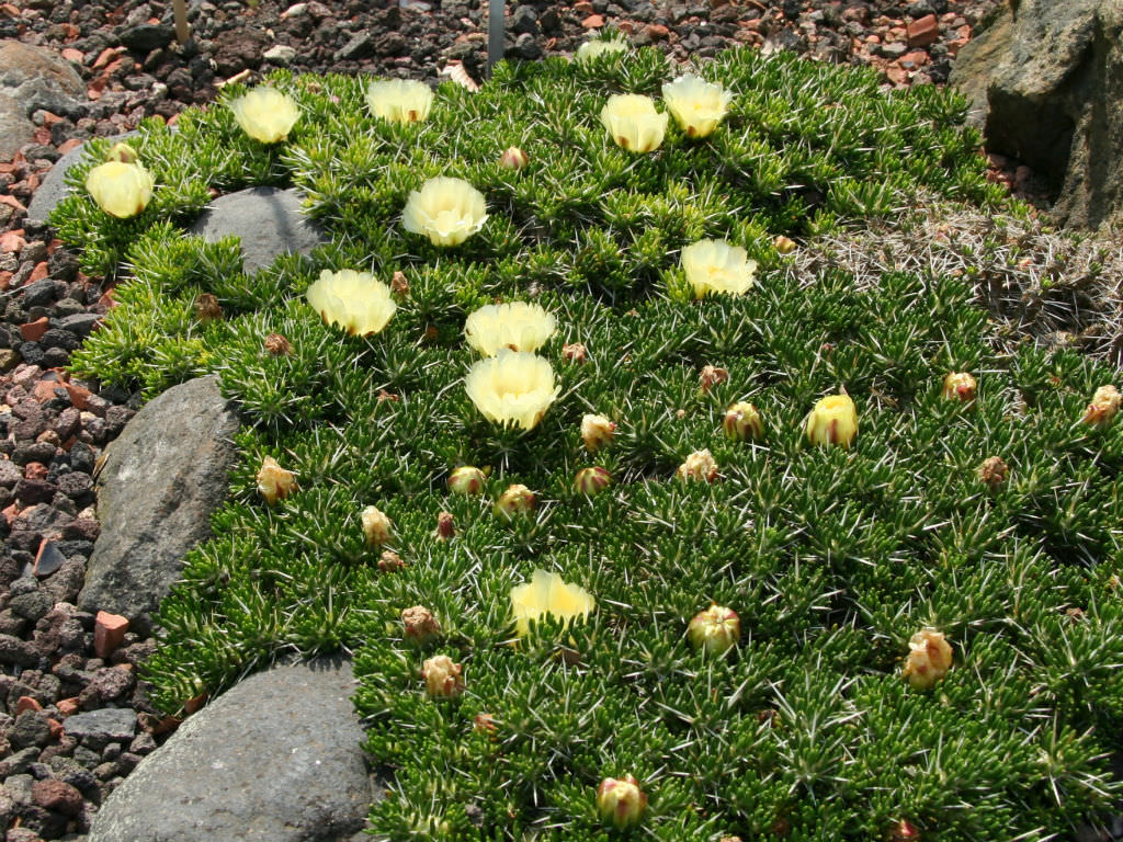Maihuenia Poeppigii World Of Succulents