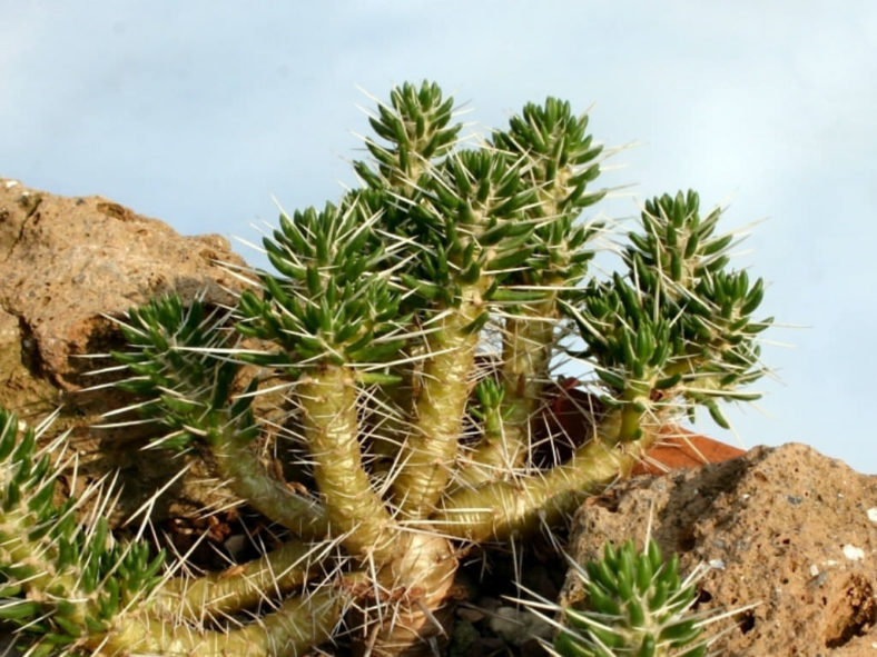 Maihuenia poeppigii