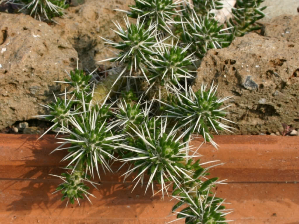 Maihuenia Poeppigii World Of Succulents