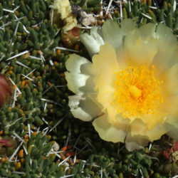 Maihuenia poeppigii