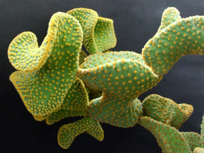 Opuntia microdasys ابونتيا ميكروداسيس Opuntia-microdasys-var.-pallida-f.-cristata3-702x527