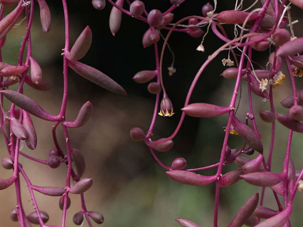 Othonna capensis 'Ruby Necklace' | Mountain Crest Gardens™