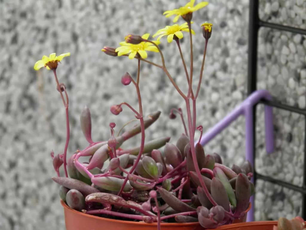 Succulent Cuttings - Othonna capensis 'Ruby Necklace' | Zensability