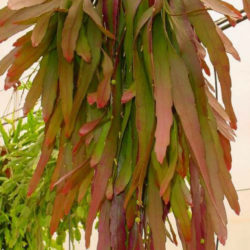 Pseudorhipsalis ramulosa - Red Rhipsalis