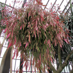 Pseudorhipsalis ramulosa - Red Rhipsalis
