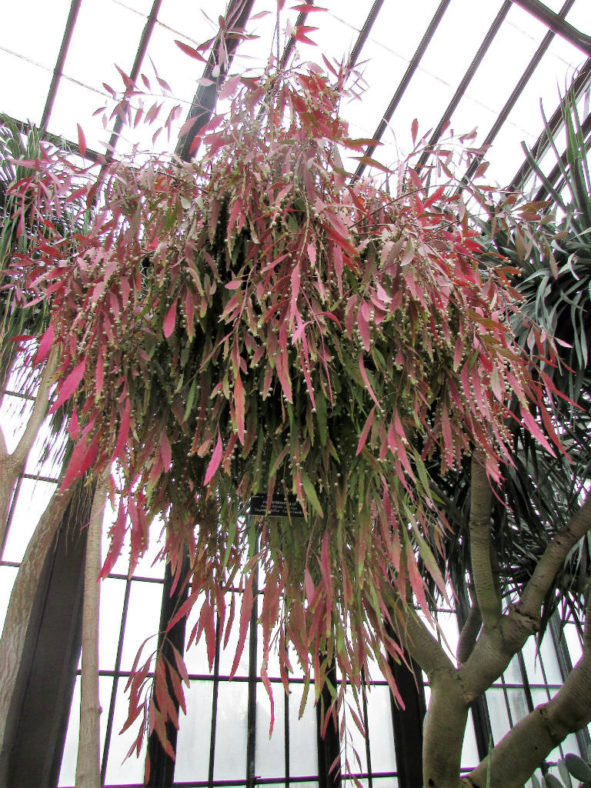 Kimnachia ramulosa (Red Rhipsalis) aka Pseudorhipsalis ramulosa or Rhipsalis ramulosa