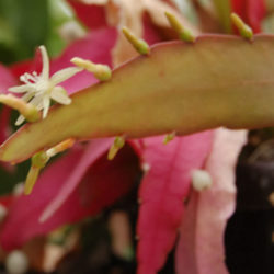 Pseudorhipsalis ramulosa - Red Rhipsalis