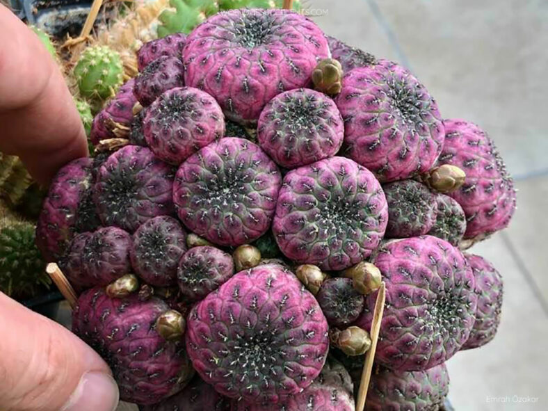 Weingartia rauschii f. violacidermis aka Rebutia rauschii f. violacidermis or Sulcorebutia rauschii f. violacidermis