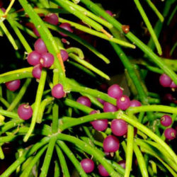 Rhipsalis neves-armondii