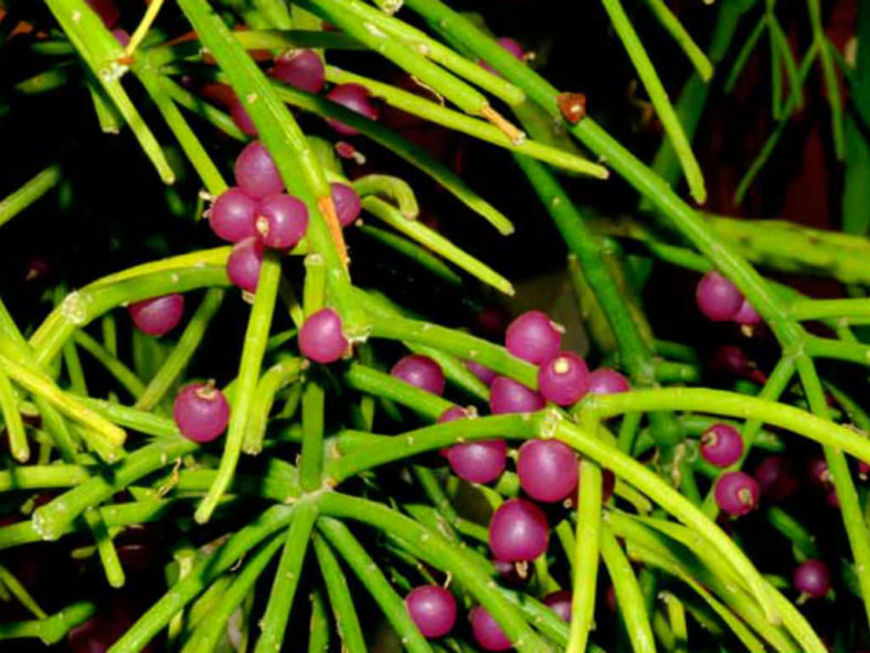 Rhipsalis neves-armondii