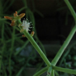 Rhipsalis neves-armondii