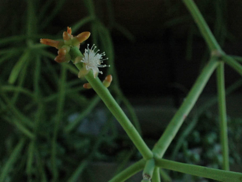Rhipsalis neves-armondii