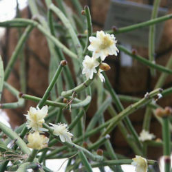 Rhipsalis neves-armondii