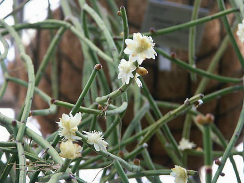 Rhipsalis neves-armondii