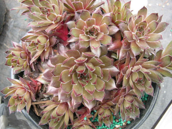 Sempervivum 'Sanford's Hybrid'