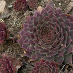 Sempervivum 'Sanford's Hybrid'