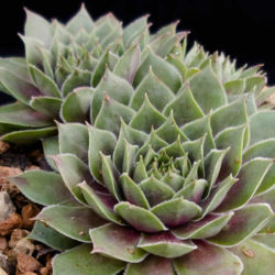 Sempervivum 'Sanford's Hybrid'