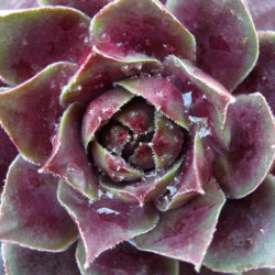 Sempervivum 'Sanford's Hybrid'
