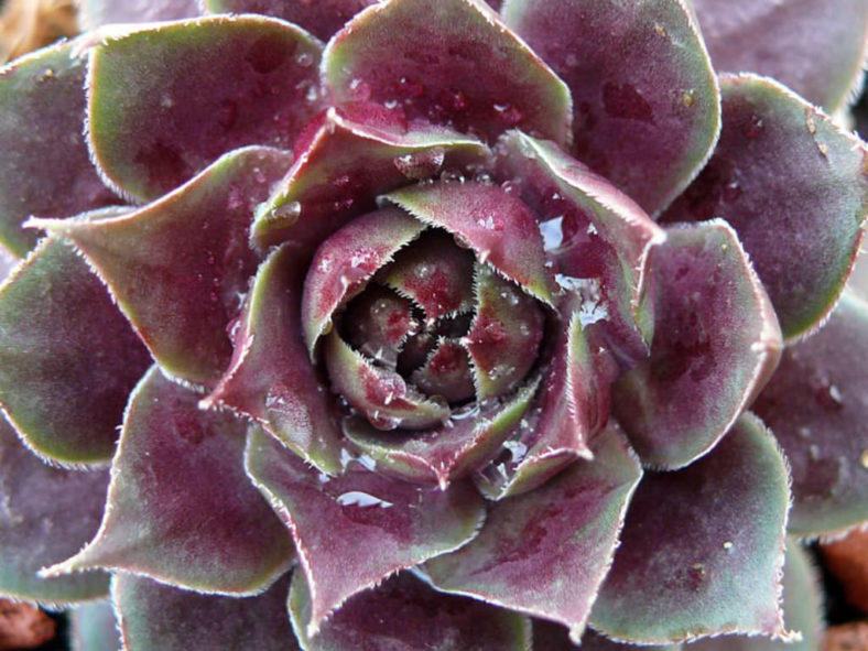 Sempervivum 'Sanford's Hybrid'