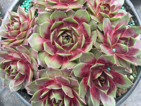 Sempervivum 'Westerlin' - World of Succulents