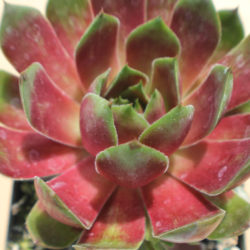 Sempervivum 'Westerlin'