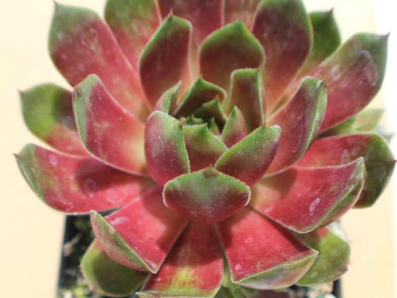 Sempervivum 'Westerlin'