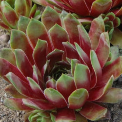 Sempervivum 'Westerlin'