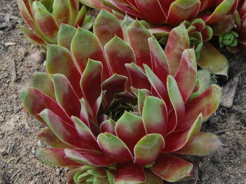 Sempervivum 'Westerlin'