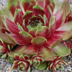 Sempervivum 'Westerlin'