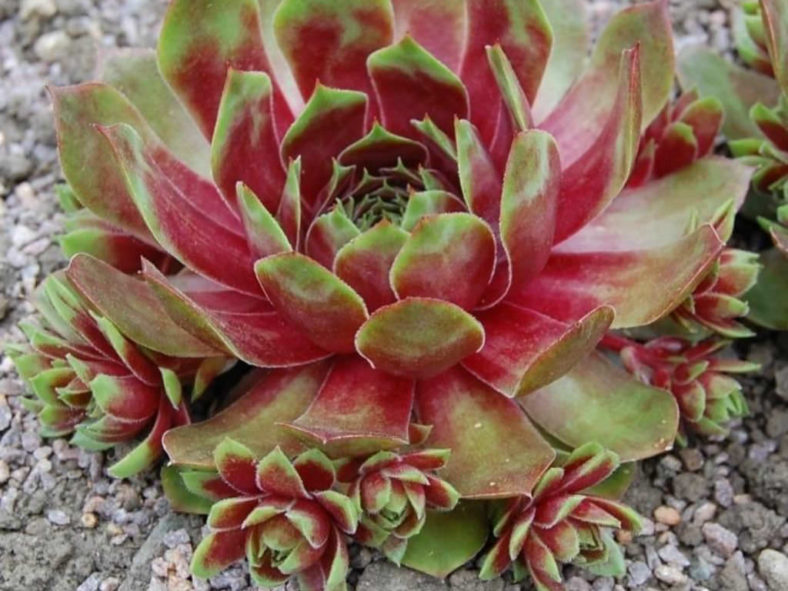 Sempervivum 'Westerlin'