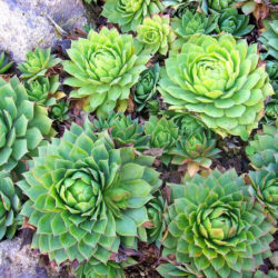 Sempervivum wulfenii