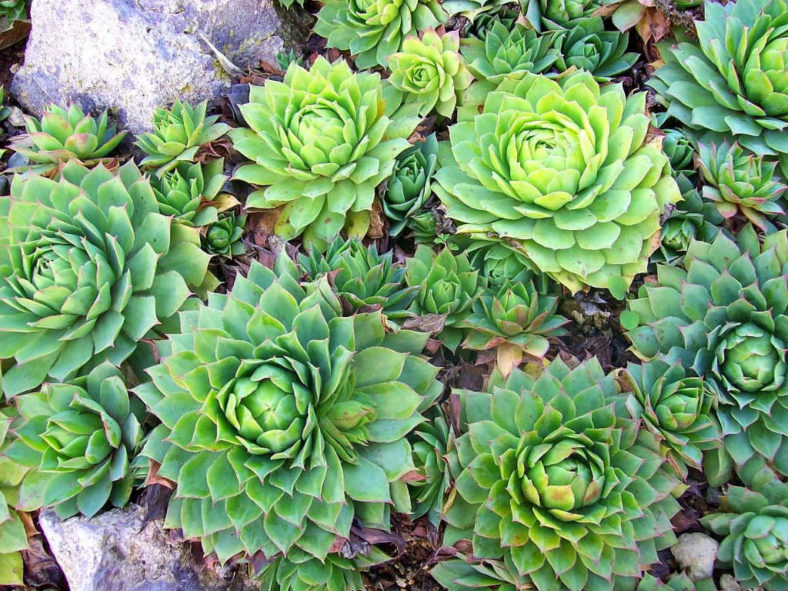Sempervivum wulfenii