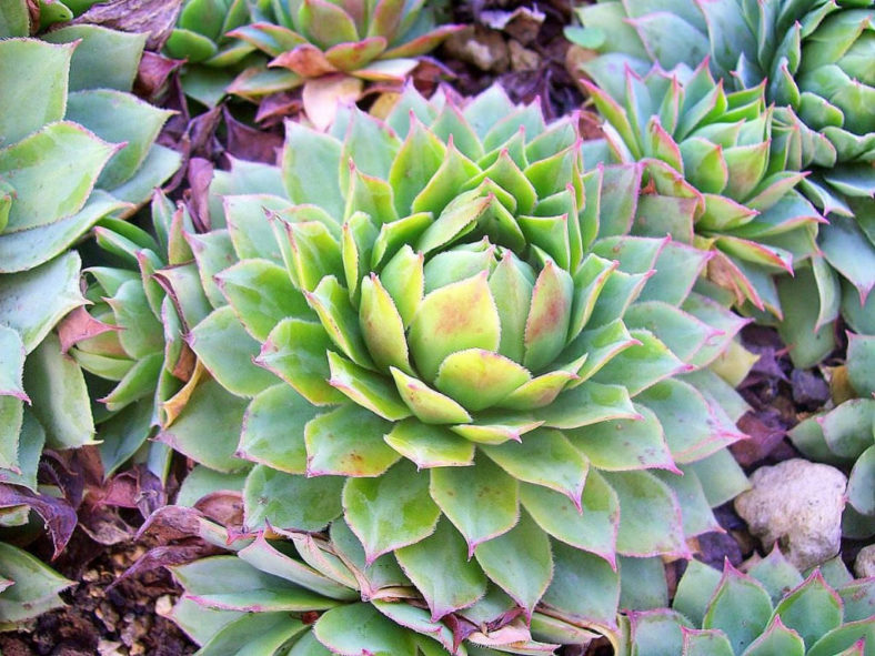 Sempervivum wulfenii