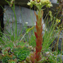 Sempervivum wulfenii