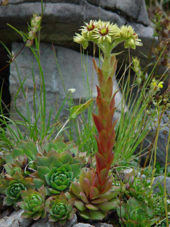 Sempervivum wulfenii