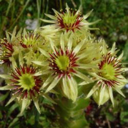 Sempervivum wulfenii