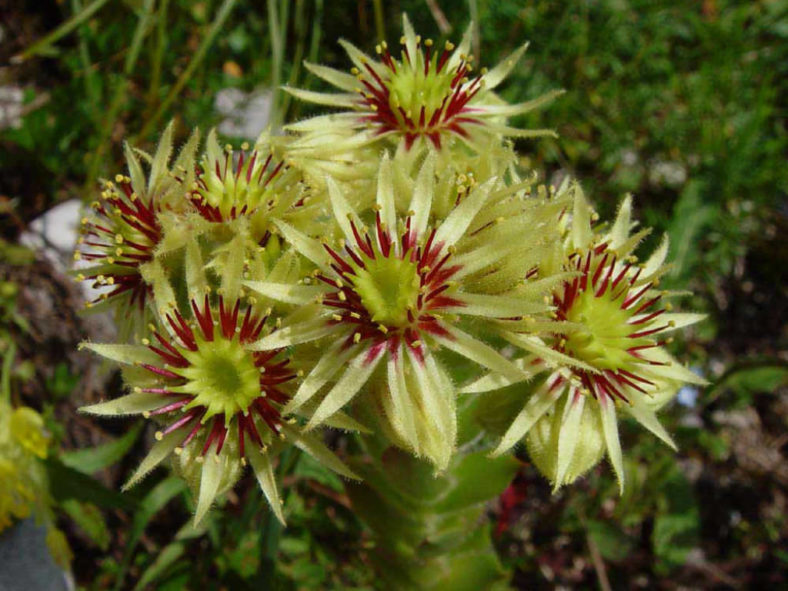 Sempervivum wulfenii