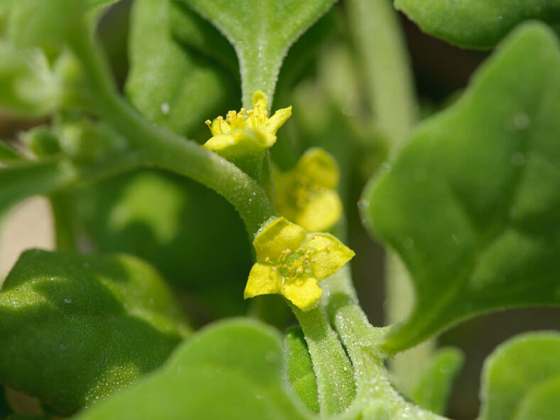 Tetragonia tetragonoides (New Zealand Spinach) aka Tetragonia tetragonioides