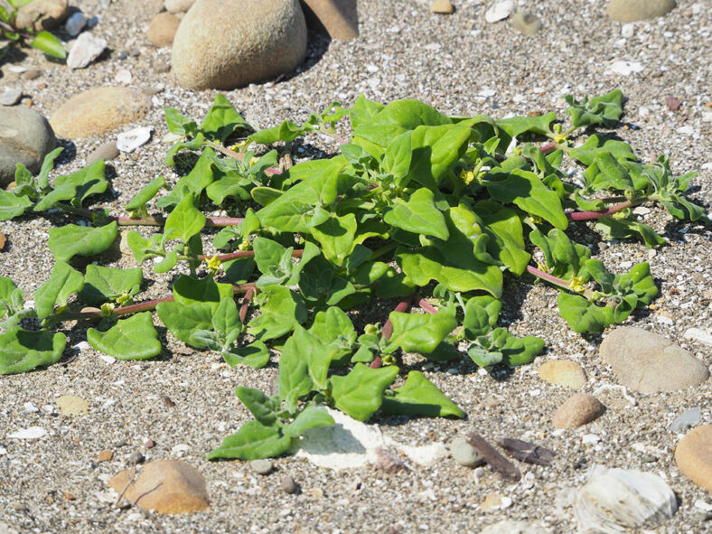 Tetragonia tetragonoides (New Zealand Spinach) aka Tetragonia tetragonioides